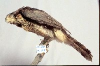 鳳頭蒼鷹藏品圖，第3張
